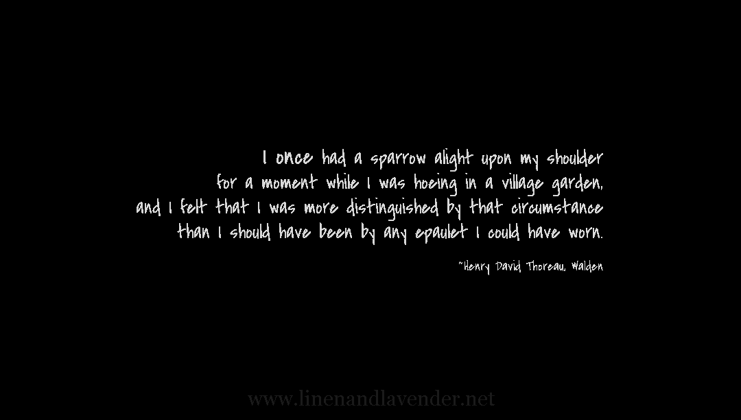 I once had a sparrow quote by Henry David Thoreau - Walden - as seen on linenandlavender net - http://www.linenandlavender.net/p/inspired-quotes-and-images.html