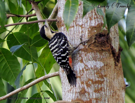 Fulvous-breasted woodpecker - Dendrocopos macei