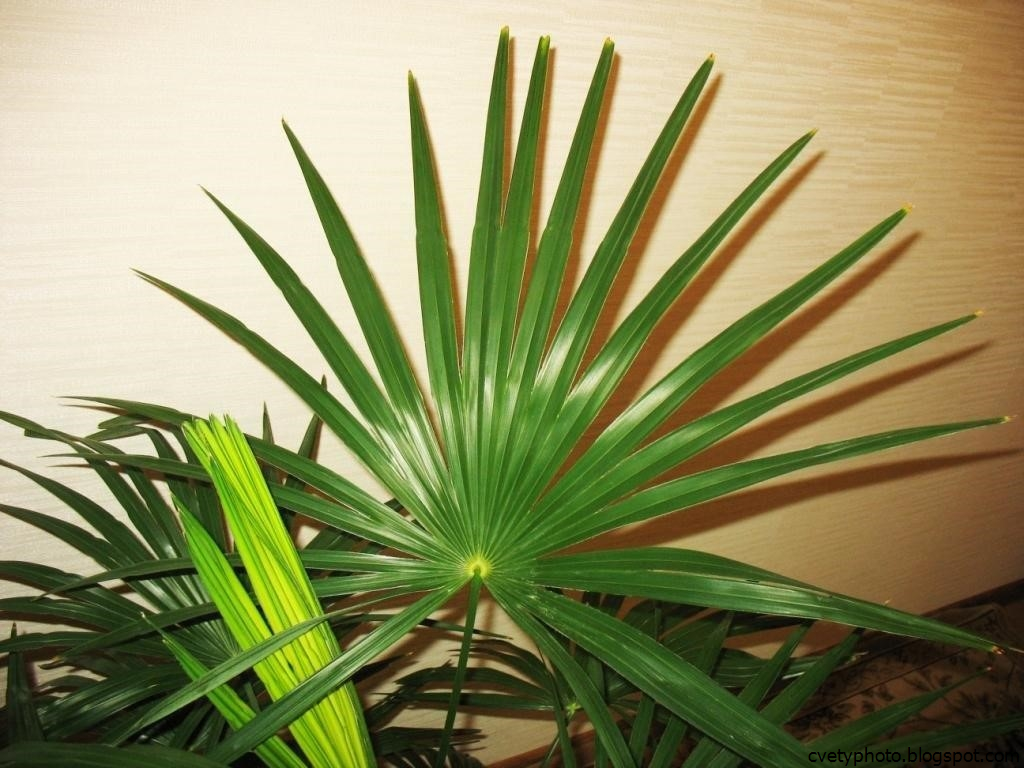 Комнатное растение название пальмы. Ливистона нефрит. Цветок Пальма. Пальма в комнате. Пальма домашняя.