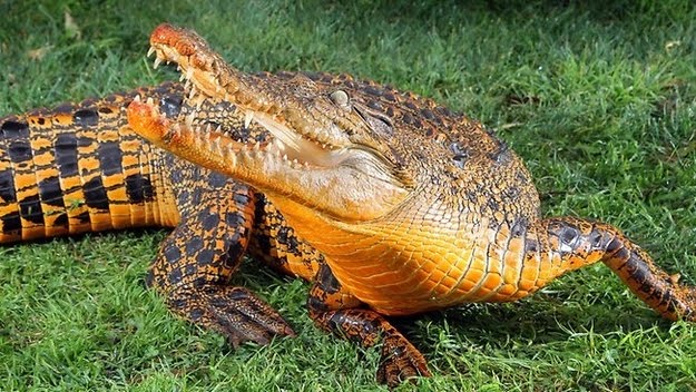 8 oddly colored creatures, amazing creatures, Orange Crocodiles