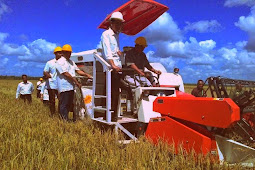 Presiden Joko Widodo akui Potensi Pertanian di Merauke