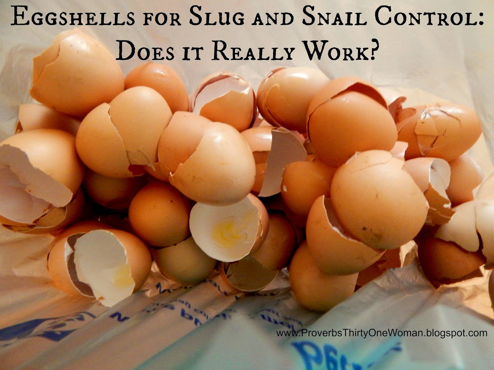 Eggshells for Slug and Snail Control Do They Really Work? Proverbs