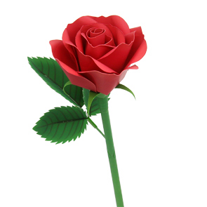 cây hoa hồng giấy đỏ