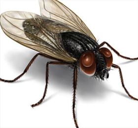 Filsafat Ilmu dan Fakta Fakta Dunia: Seputar lalat dan 