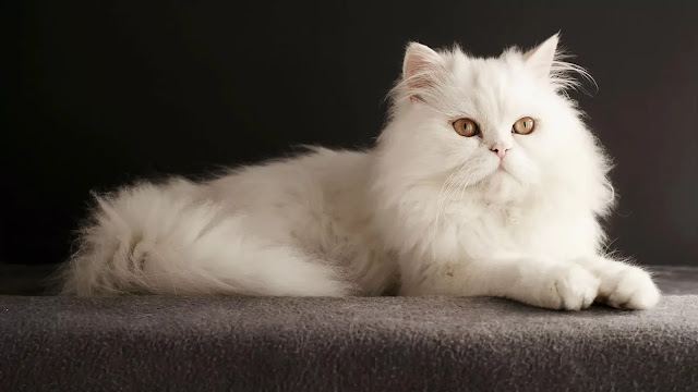 Persian Cat Persian Cat