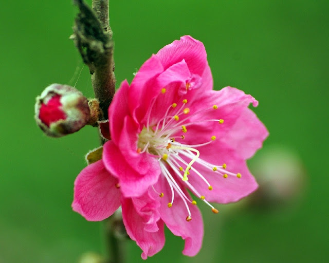 Peach blossoms bloom early in Hanoi flower village 3