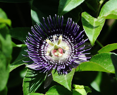 Passionflower