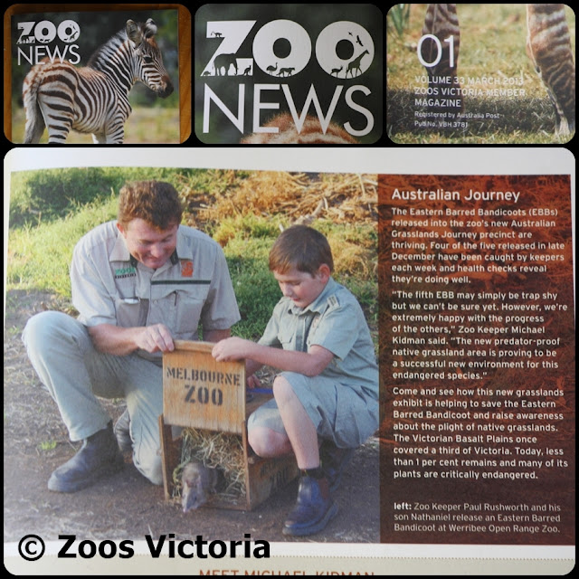 Zoo News © Zoos Victoria March 2013 Bandicoot release WORZ