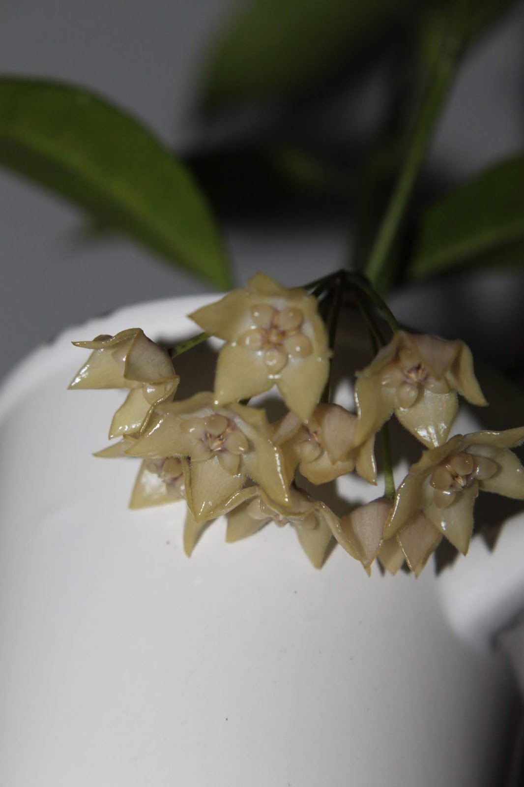 Хойя endauensis запах