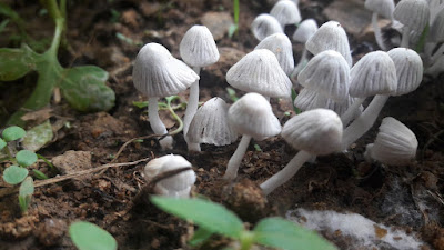 white mushroom
