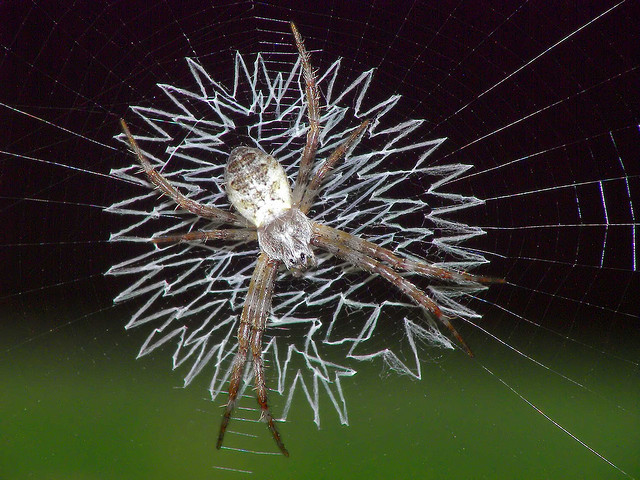 The Spiders That Decorate Their Own Webs ~ Kuriositas