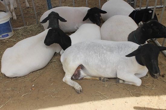 Resultado de imagem para Expo Potengi 2017