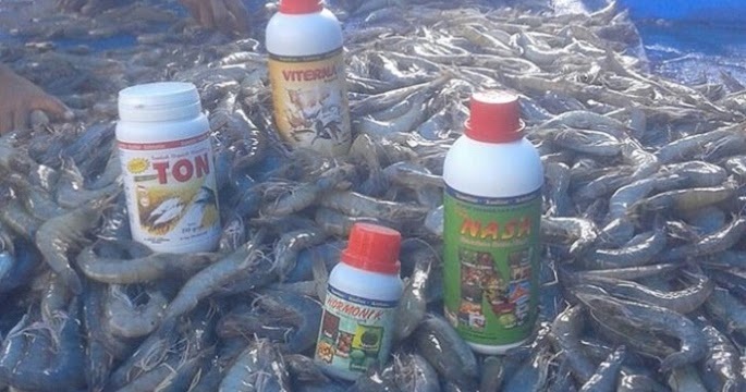 tips sukses udang nasa