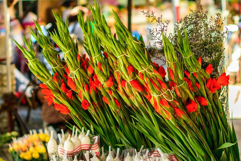 Flowers & Blossoms in Tet Holiday