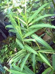 Rumah Pangan Organik: KOMODITAS TANAMAN OBAT Beserta Nama Latin