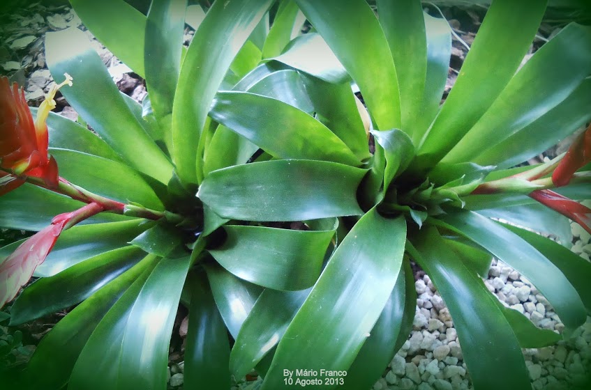 Meu Cantinho Verde: BROMÉLIA-VERMELHA, VRIÉSIA-VERMELHA, ESPADA-DE-FOGO - (  Vriesea hybrida )