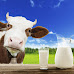 Why should drink cow’s milk?