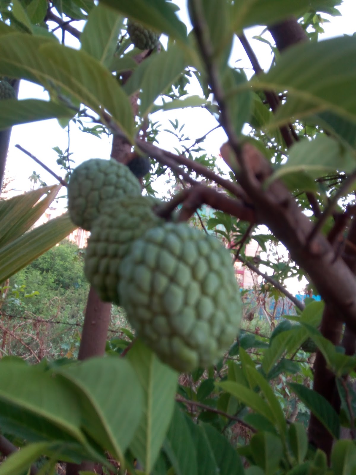 Garden Care Simplified Loaded Fruits in Our Garden Summer Happiness