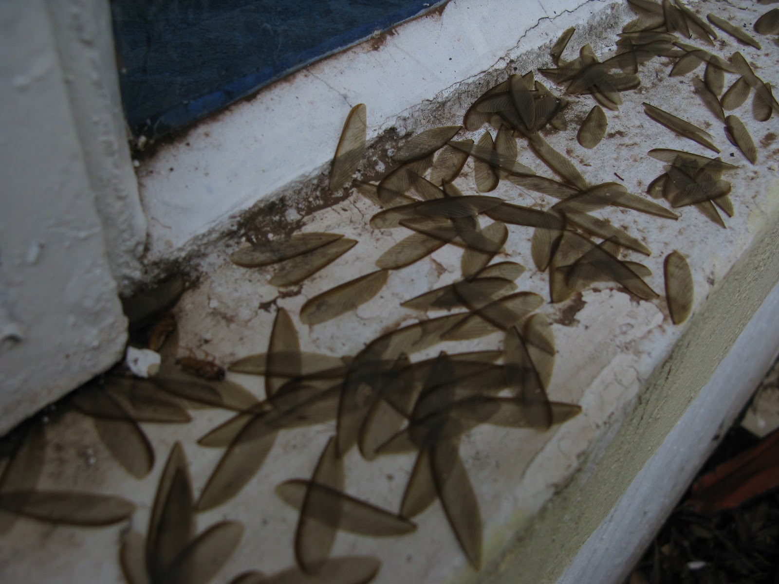 Flying Termites!!! ~ Our Mission in Kenya