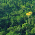 MEIO AMBIENTE / Como fraudes de madeireiras ameaçam a sobrevivência do ipê na Amazônia