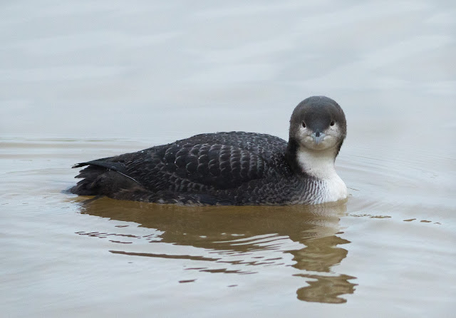 Pacific Diver - Druridge Bay CP, Northumberland