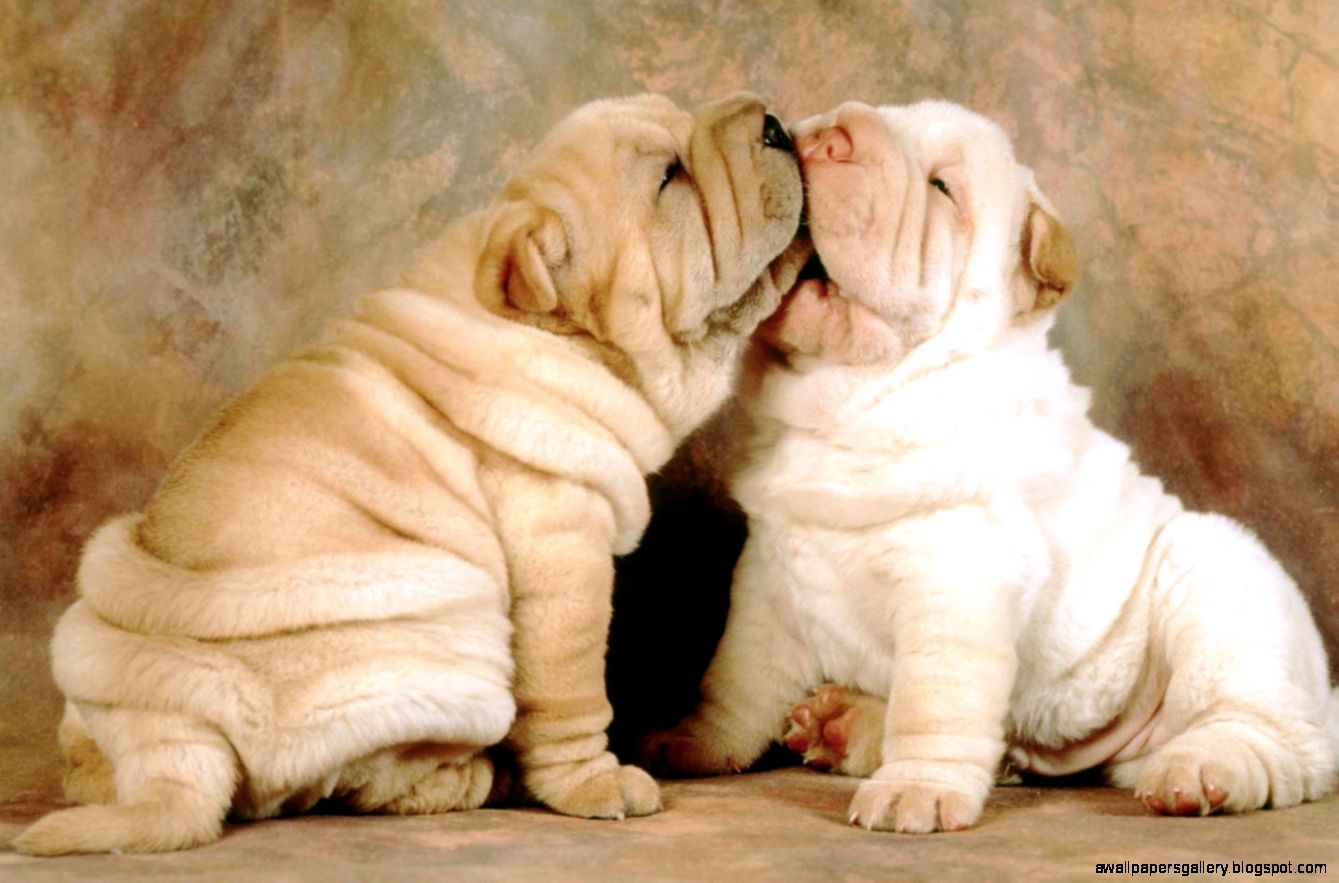 Dog For Home id 172572   BUZZERG