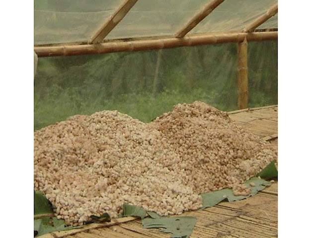 Montones de cacao fresco para fermentar.