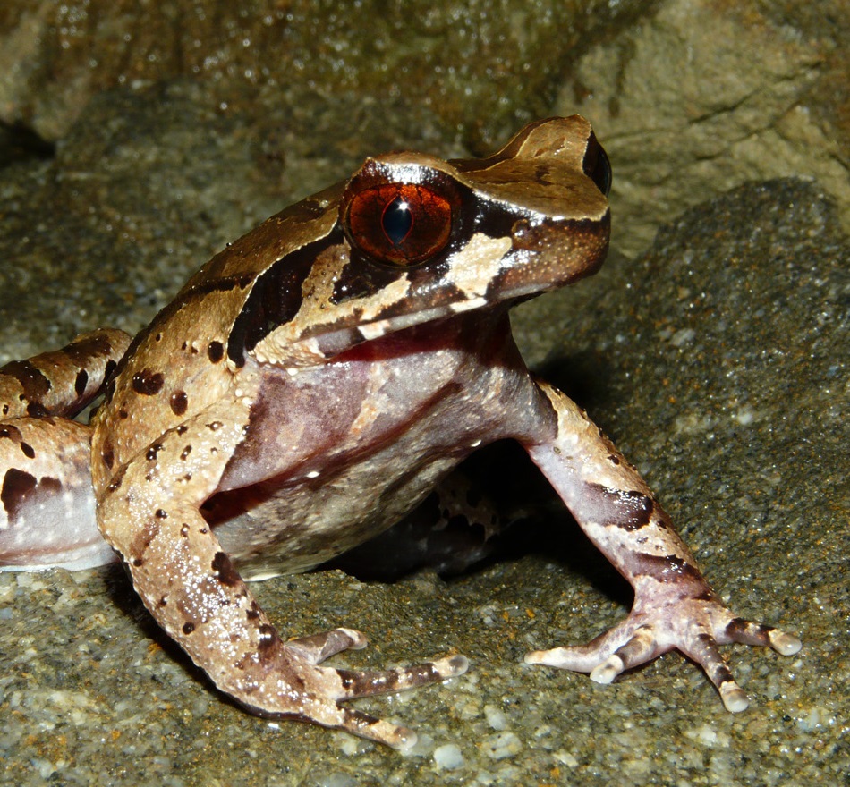 Species New to Science [Herpetology • 2018] Cryptic Diversity within