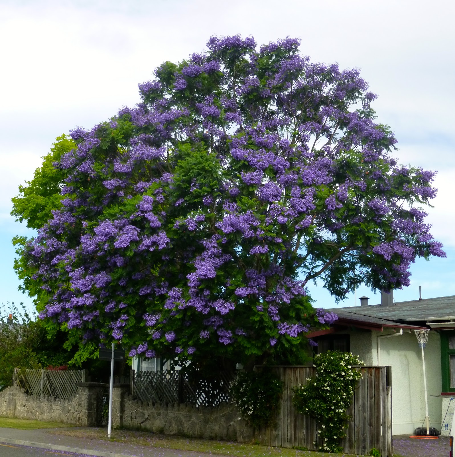 Our New Zealand Adventures BEAUTIFUL NEW ZEALAND SUMMER
