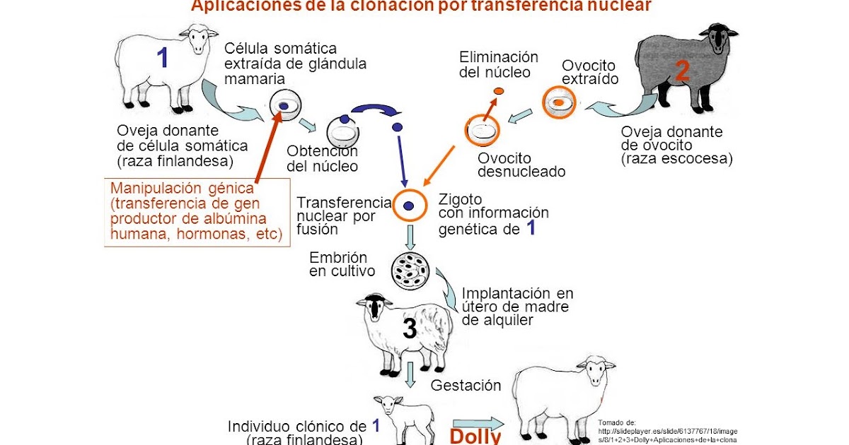 Clonación Artificial y la Técnica de Transferencia Nuclear