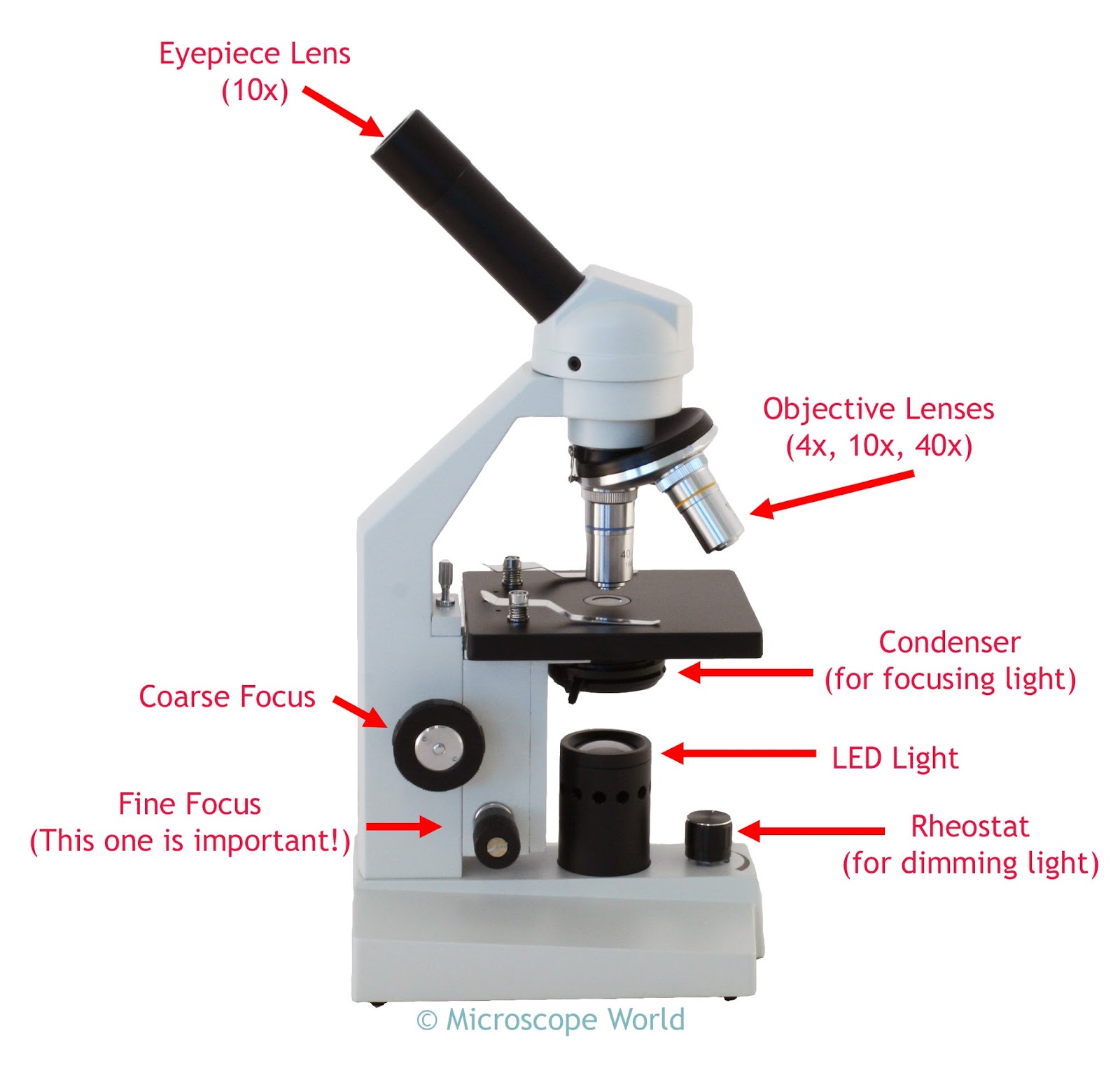 Parts Of A Compound Light Microscope Rheostat