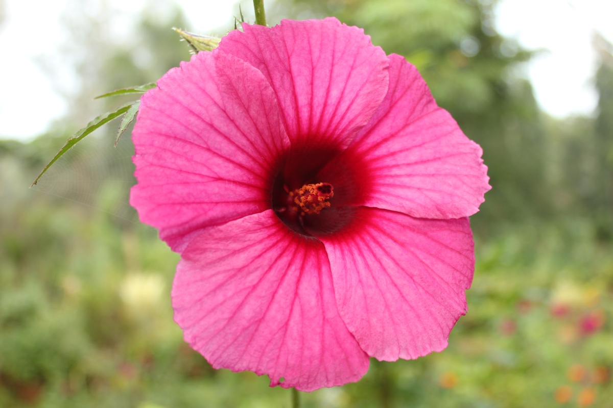 Life at Dharwad Hibiscus like flower