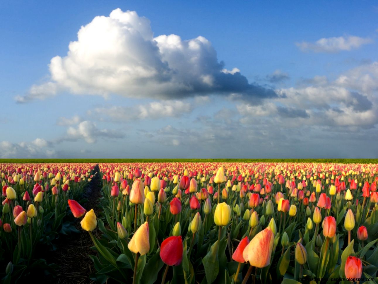 Holland Tulips Field Colorful Flowers Wallpaper 1024x768 px Free