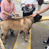 Celebrarán Expo Canina este fin de semana en El Chamizal