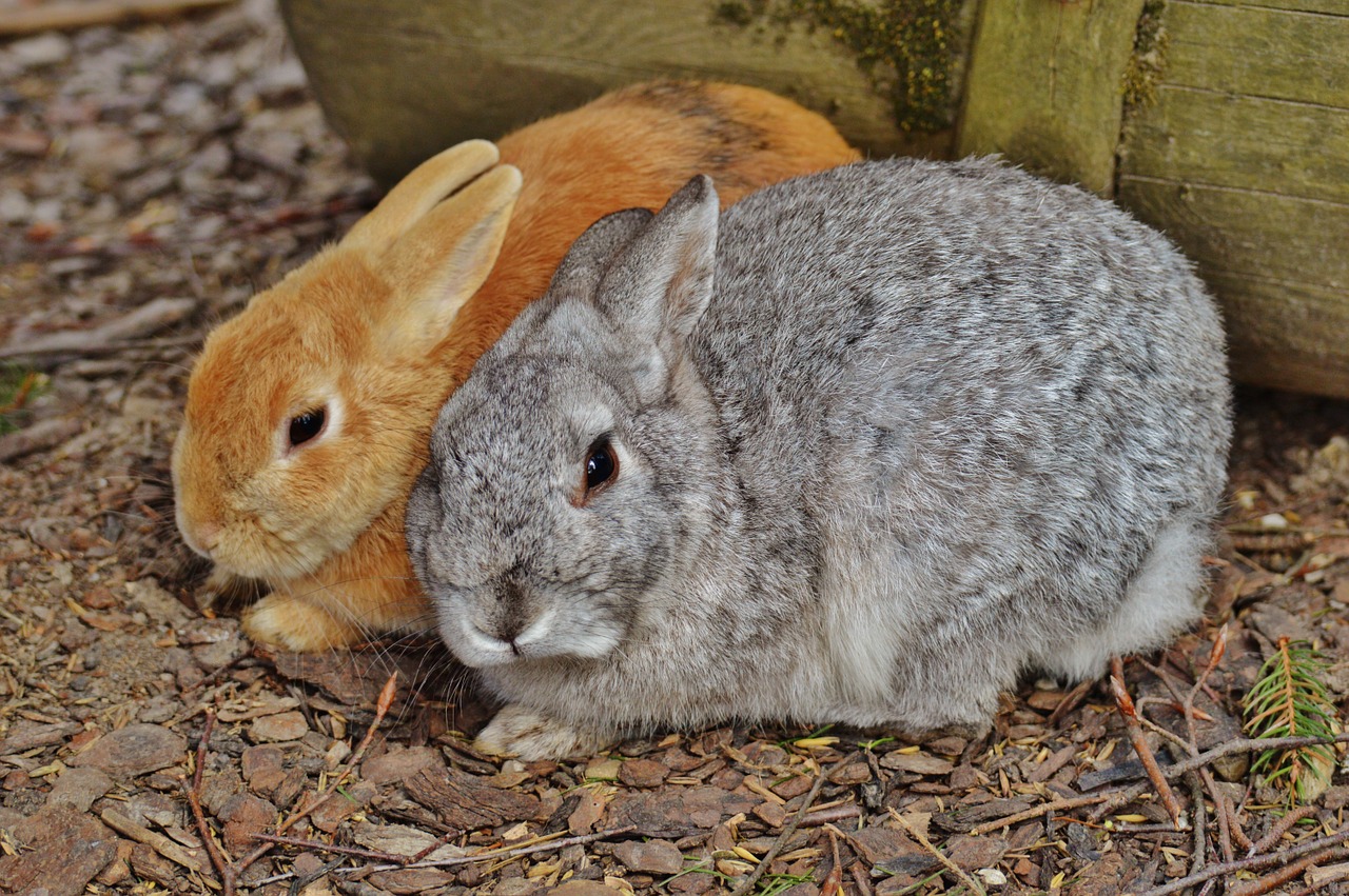 Blog What Type of Rabbit Litter Should I Use?