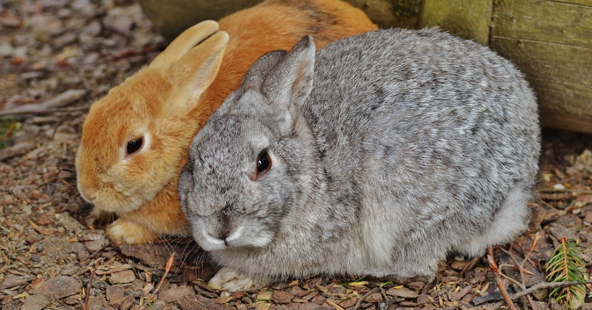 Blog What Type of Rabbit Litter Should I Use?