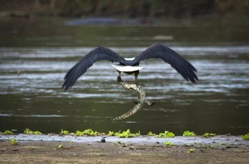 罕見!老鷹獵捕鱷魚圖片2