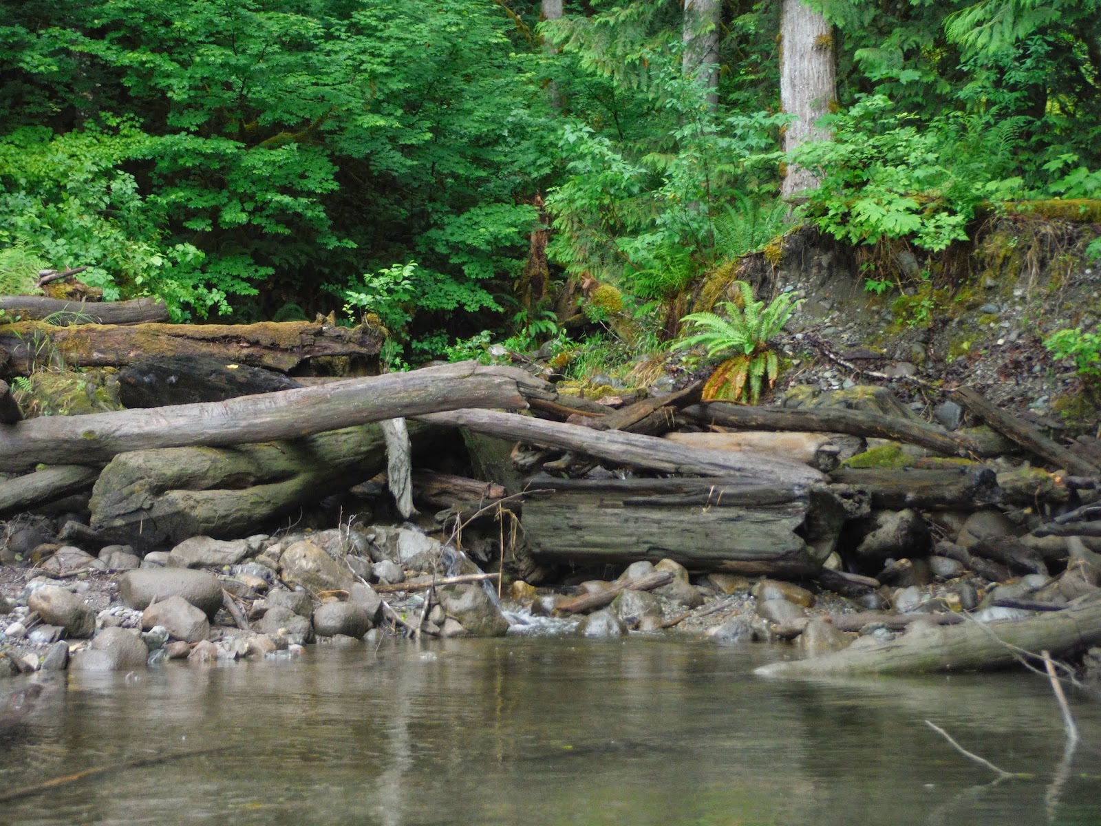 Discover Outdoors Kayak Lake Shannon, Washington State