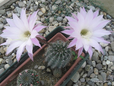 cactus-cu-flori-roz