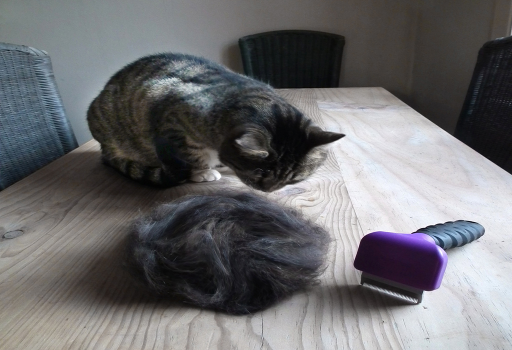 5 Tips To Deal With Your Cat’s Springtime Shedding And Molting