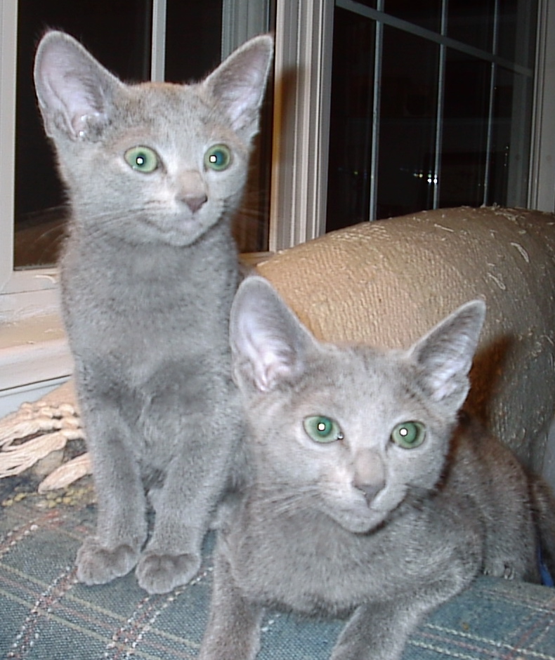 Krasota Castle Desperately Seeking A Home For Gabby 