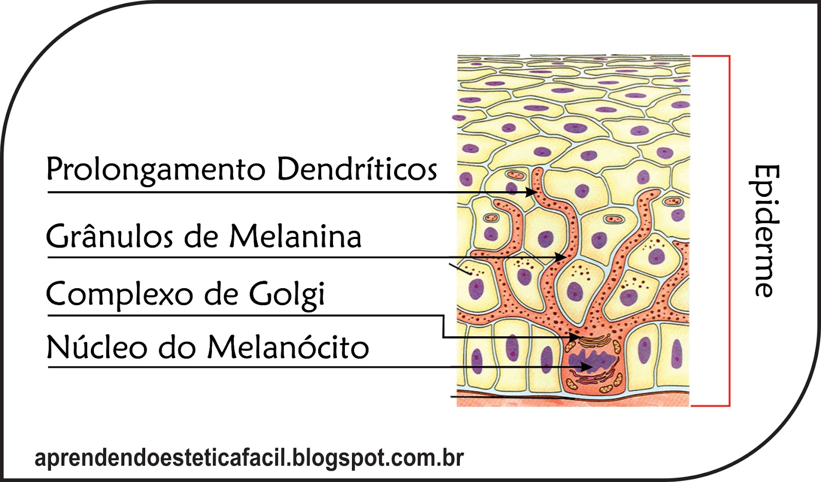 Aprendendo Estética Fácil Sistema Tegumentar Pele, Células da Epiderme e Derme e Anexos da Pele Aprendendo Estética Fácil Sistema Tegumentar Pele, Células da Epiderme e Derme e Anexos da Pele