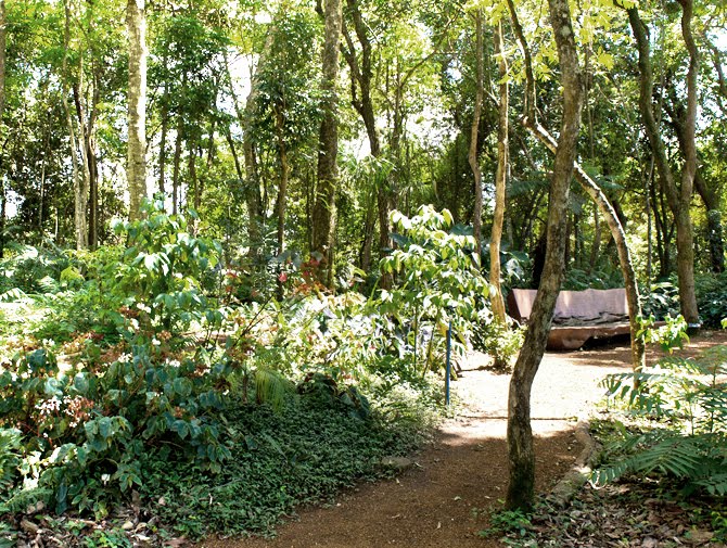 Bosque da Jussara no Viveiro Inhotim