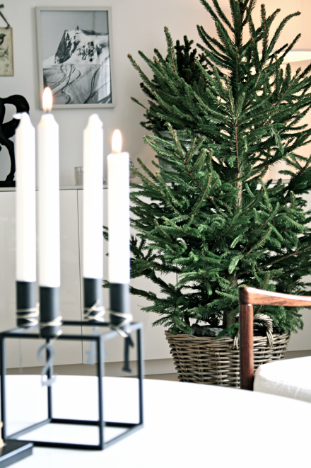 köpa julgran i kruka studio karin: INFÖR ÅRETS JULGRAN JULGRAN I KORG köpa julgran i kruka studio karin: INFÖR ÅRETS JULGRAN JULGRAN I KORG