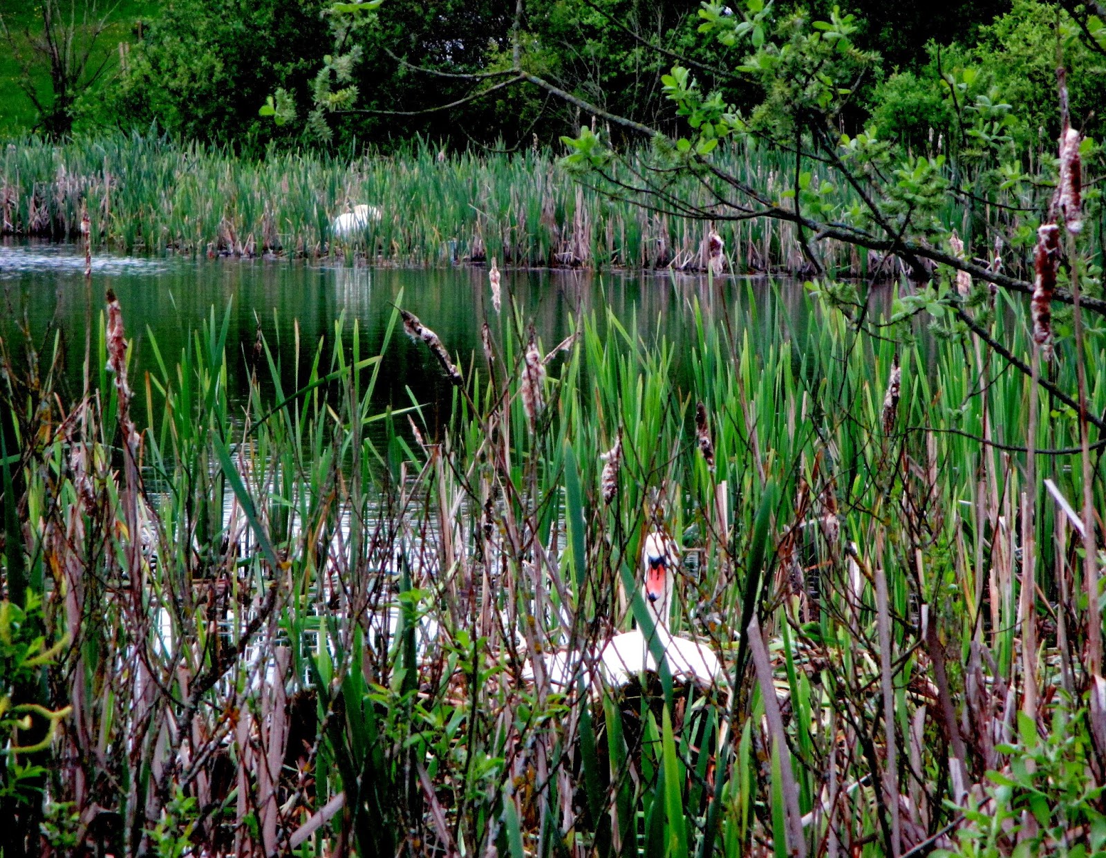 Eilės Mūsų paukščiai