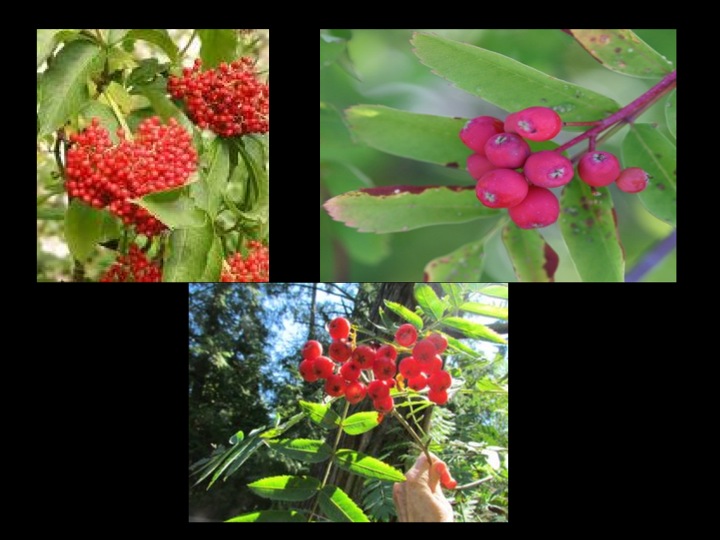 Denae's Blog Edible foods and medical plants of the boreal forest