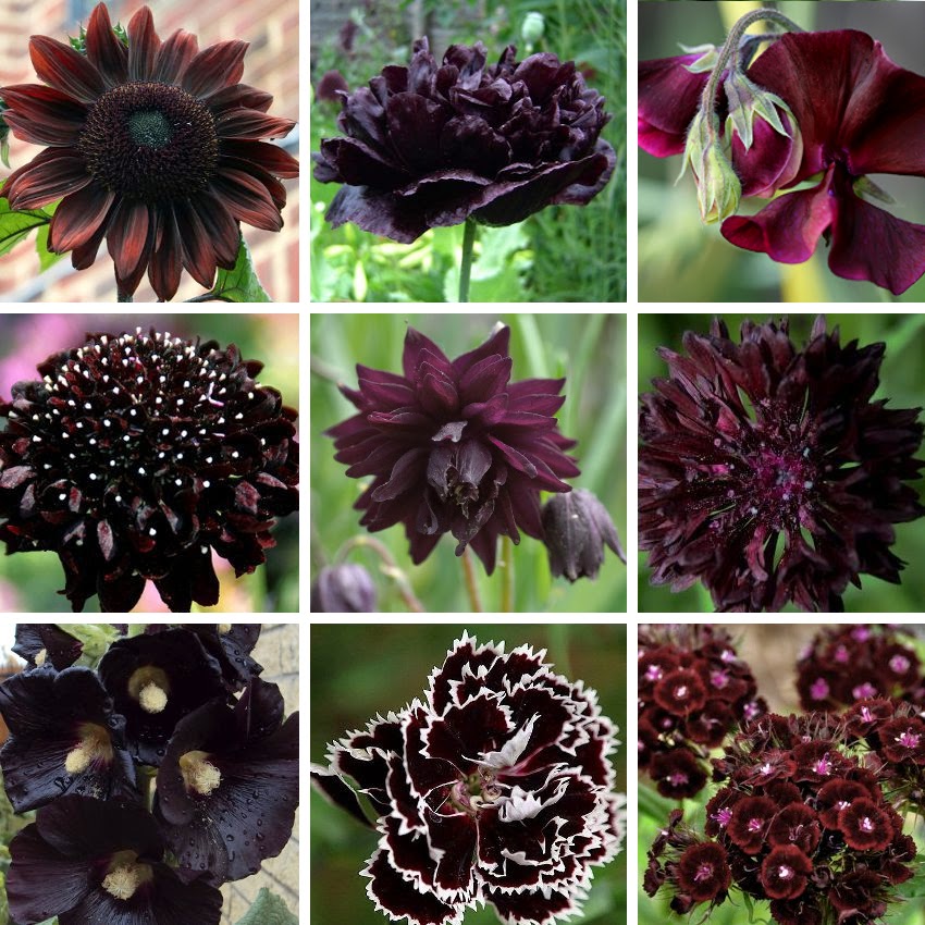 The latest dirt from my garden: Black Vegetables and Black Flowers
