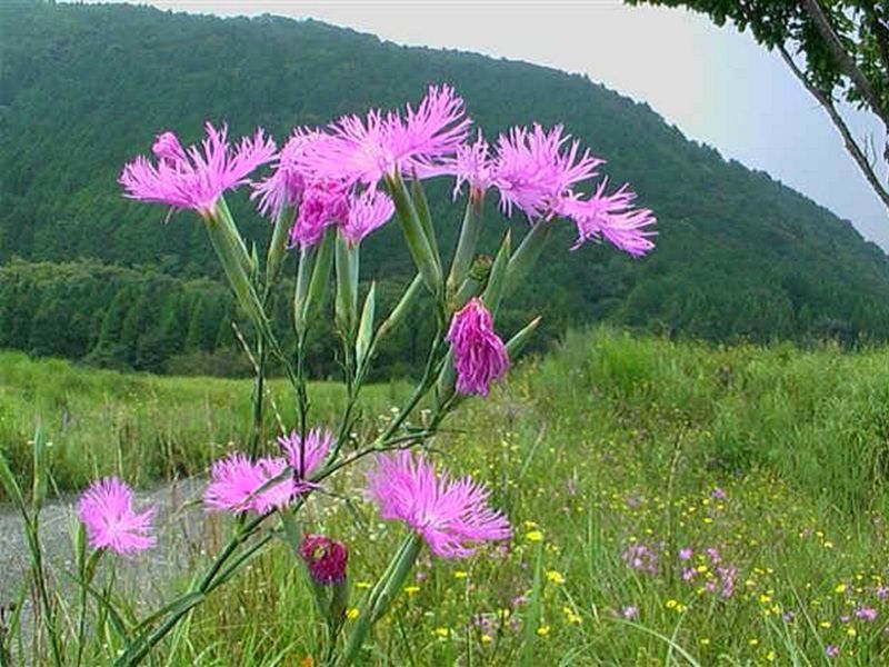 Гвоздика Пышная Фото И Описание – Telegraph