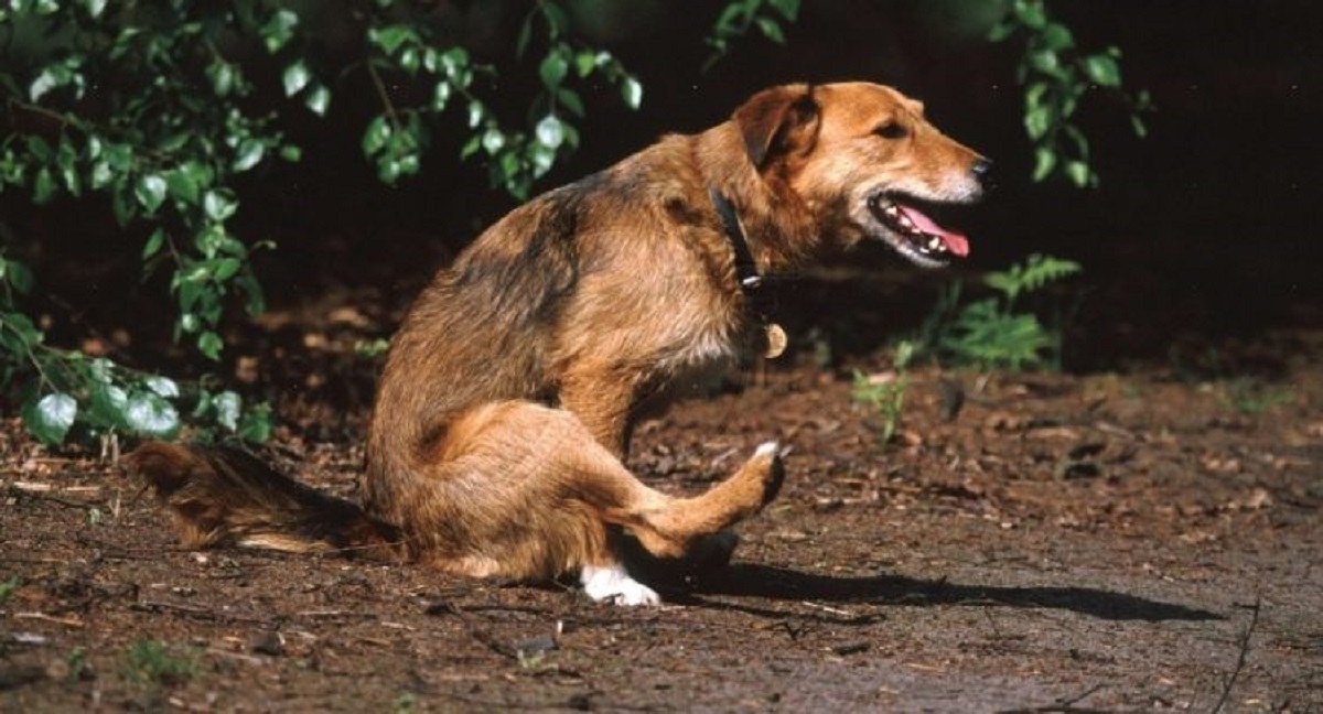 Why Do Dogs Scoot and Whine? Doglopedix