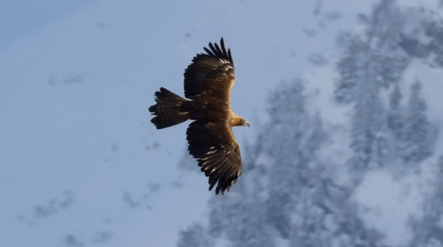 Narnia Dispatches: Cage-Free and Full
 Flight Wishes on this National Bird Day